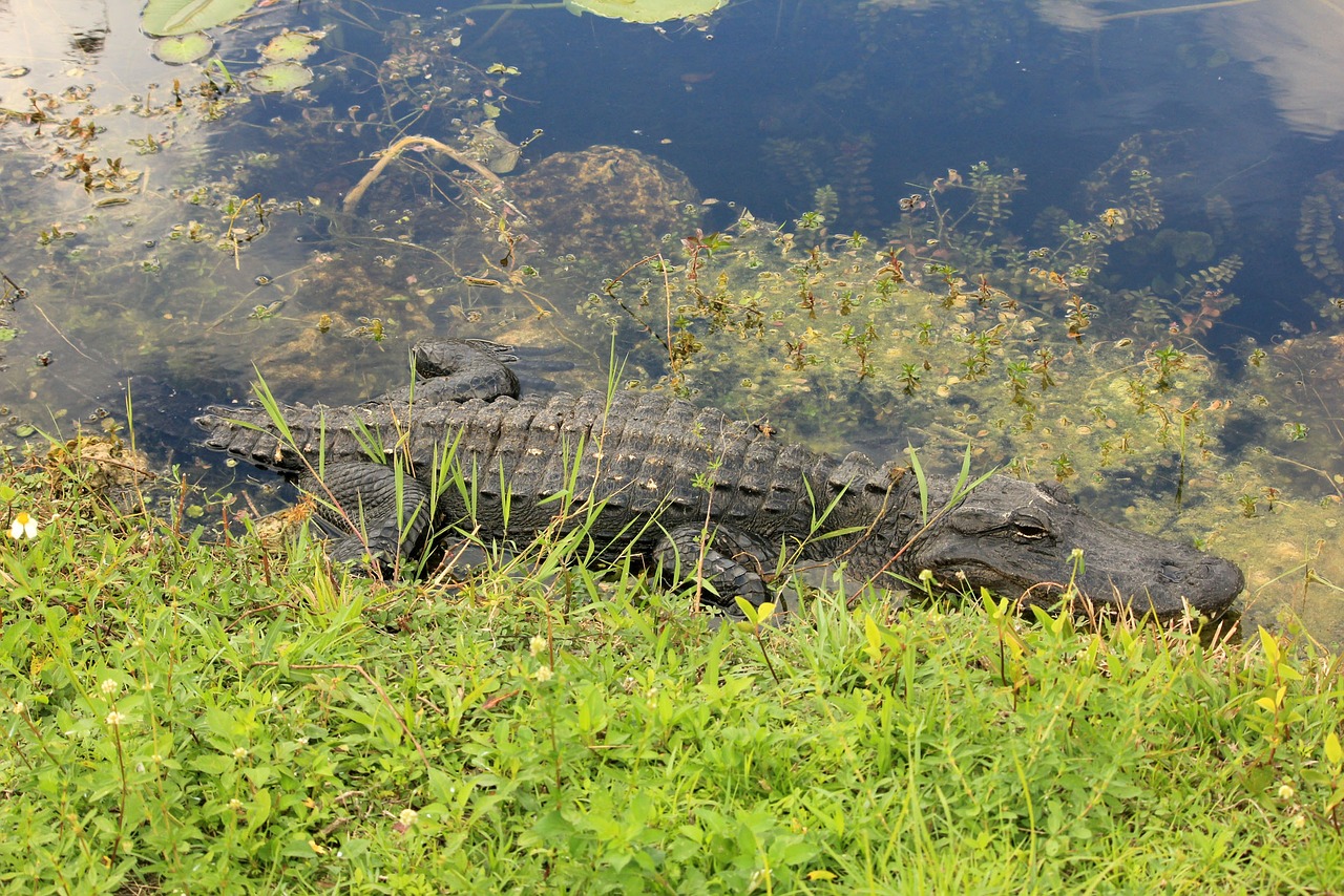 The Ultimate Guide to Exploring the Everglades by Airboat